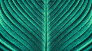 tropical palm leaf texture